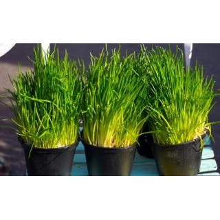 Schnittlauch im Topf