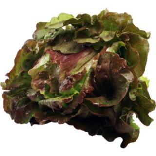 Salat Batavia grün