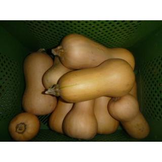 Kürbis Butternut