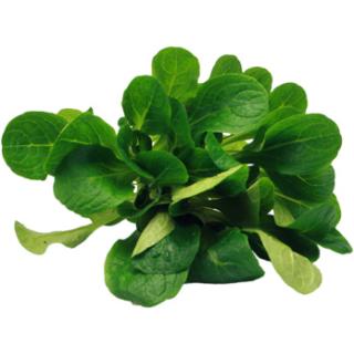 Salat Feldsalat