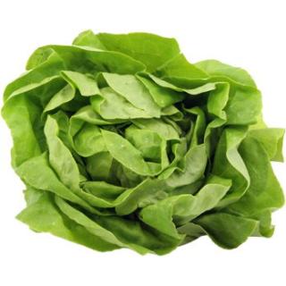 Salat Kopfsalat, grün