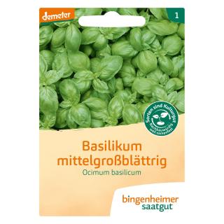 Basilikum mittelgroßblättrig