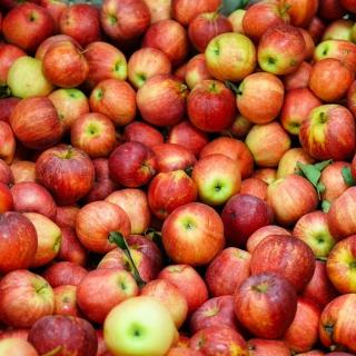 Äpfel verschiedene Sorten