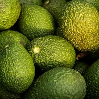 Avocado Hass